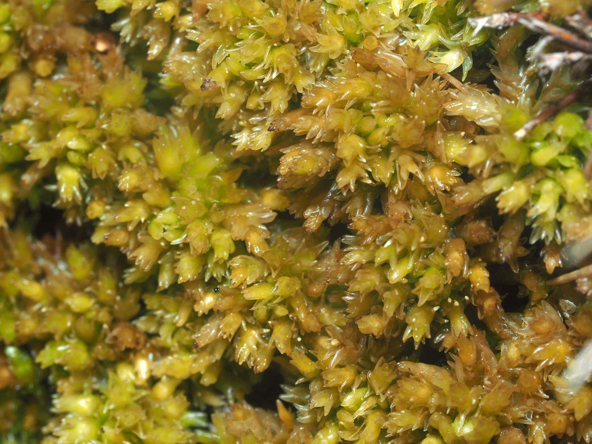 Image of Low sphagnum moss