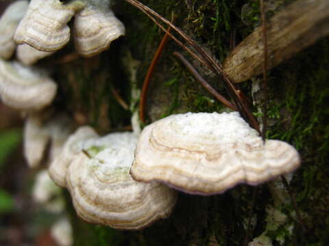 Image of Trichaptum biforme (Fr.) Ryvarden 1972