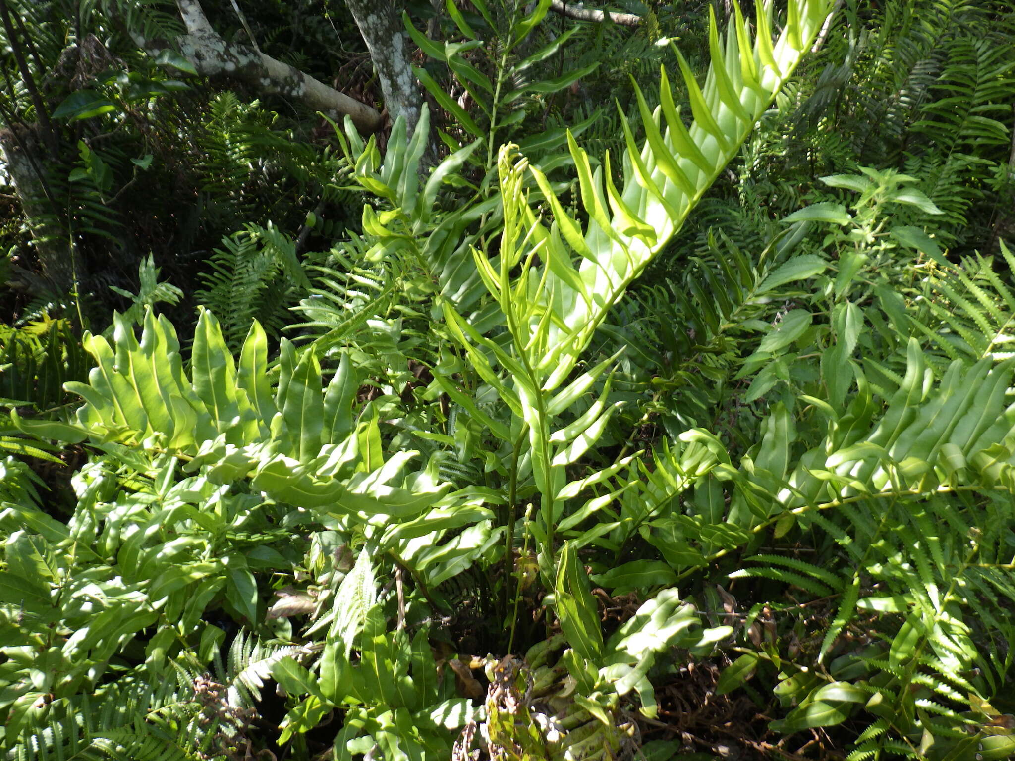 Image of giant leather fern