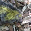 Image of black-tailed hairy dwarf porcupine