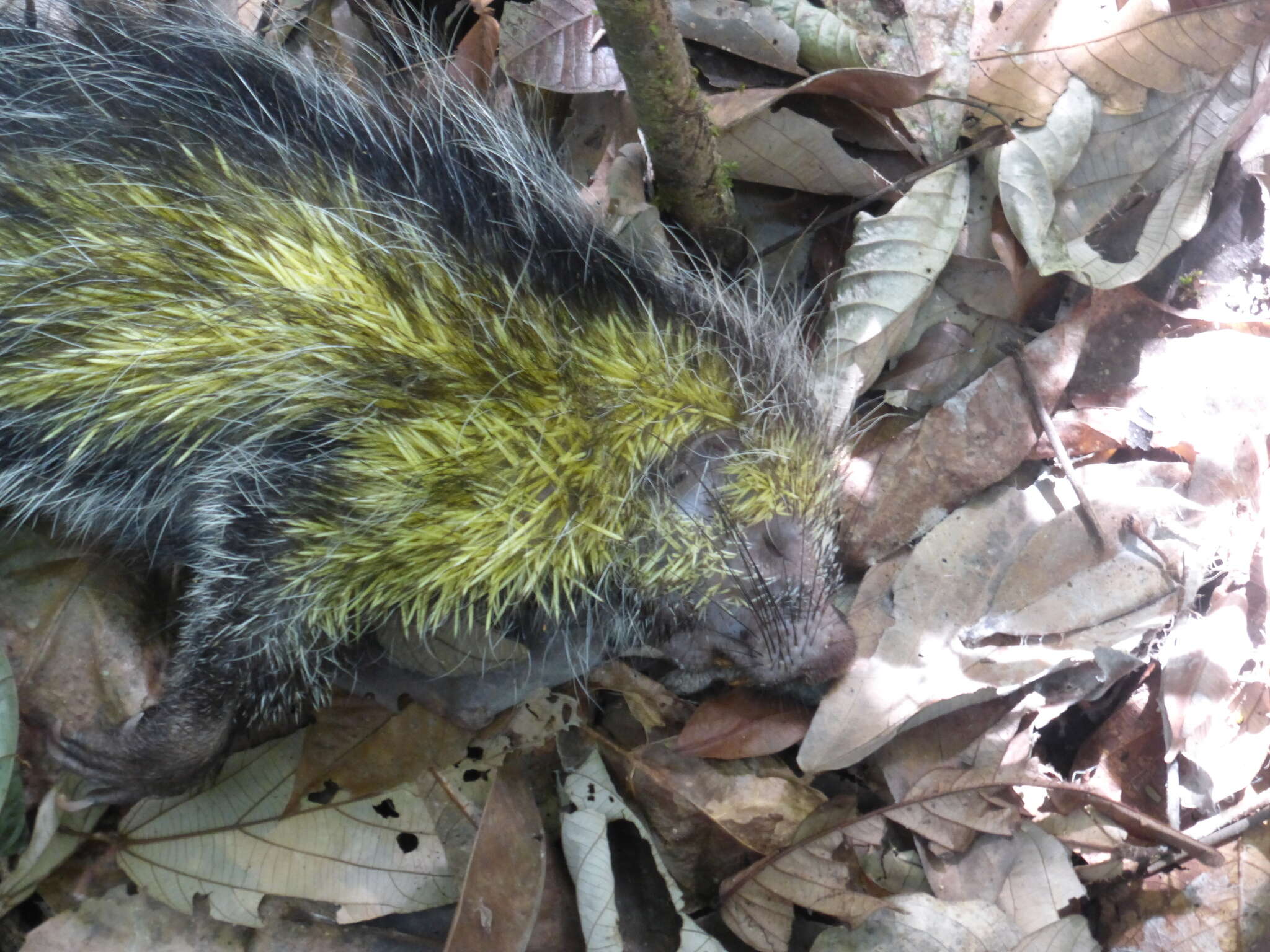 Image of black-tailed hairy dwarf porcupine