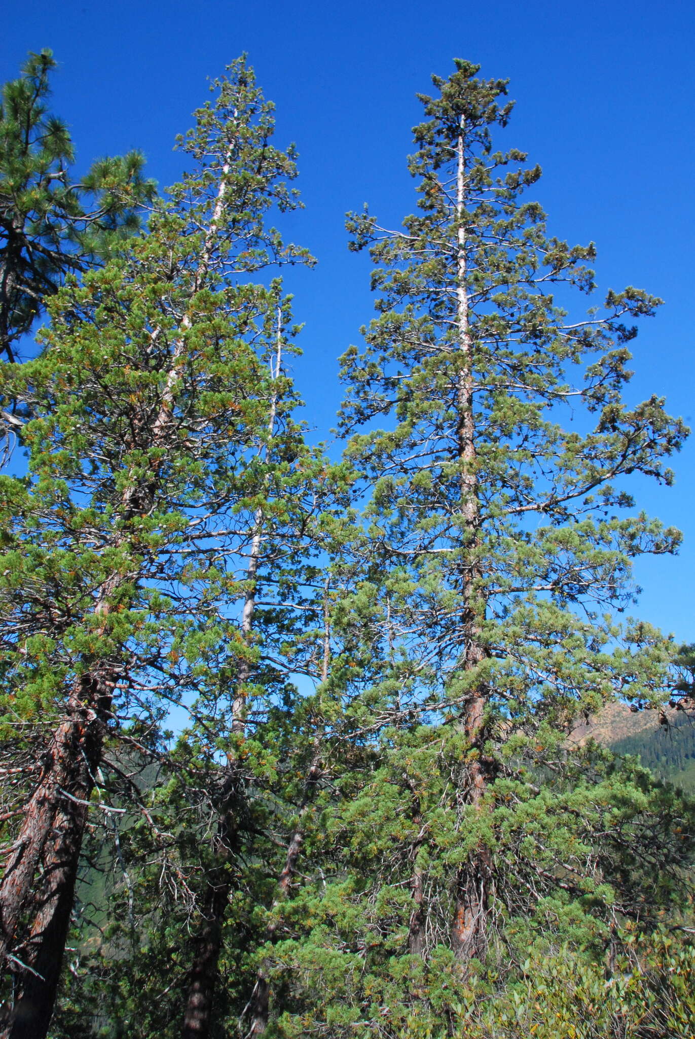 Image of Baker Cypress