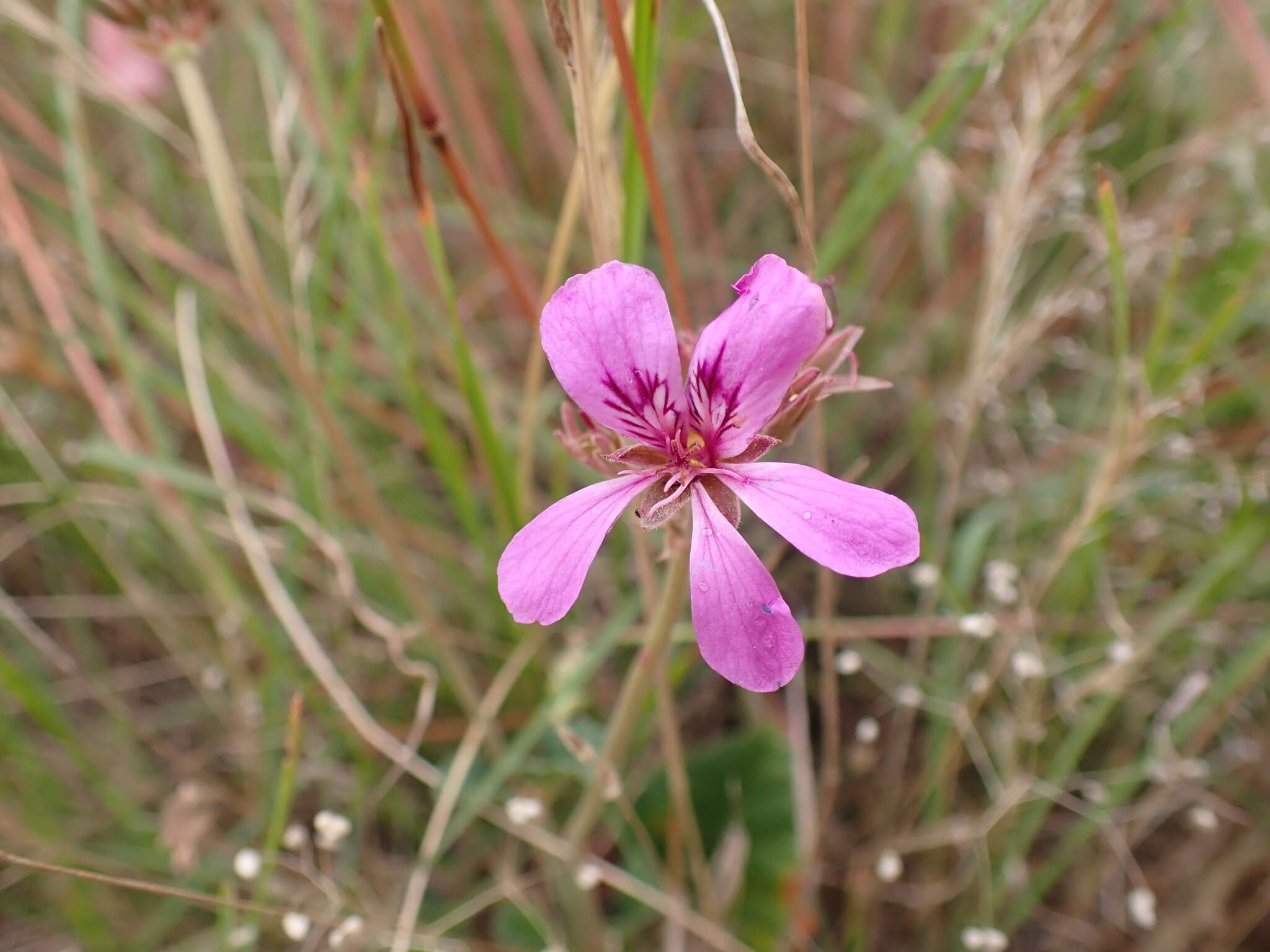 Image of Pelargonium rodneyanum Lindl.