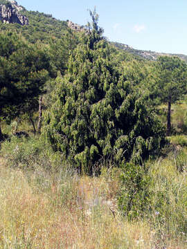 Image of Prickly Juniper