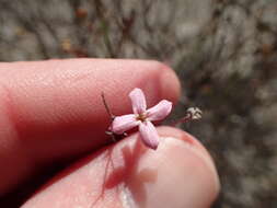 Image of Stenotis brevipes (Rose) Terrell