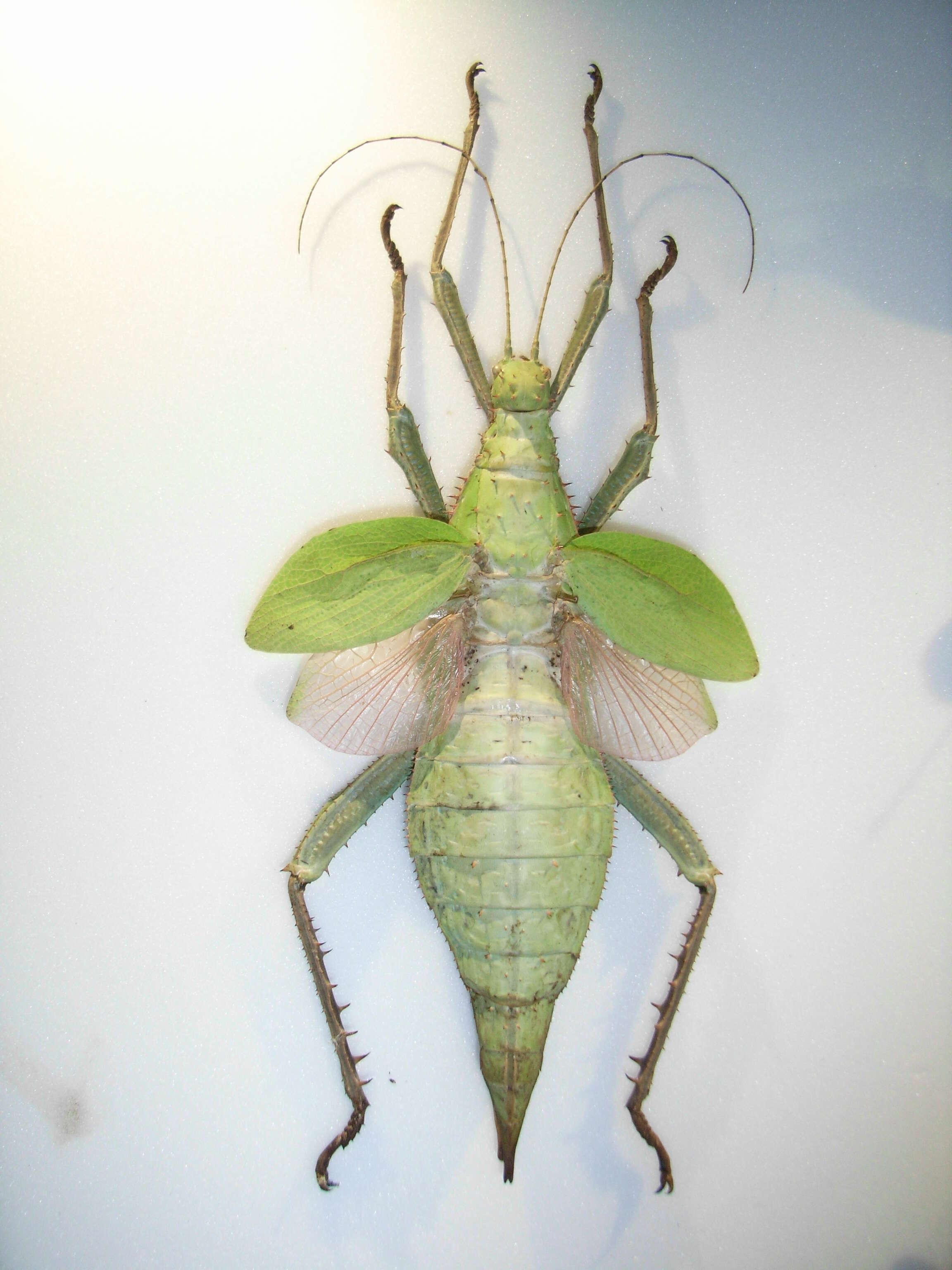 Image of Heteropteryx