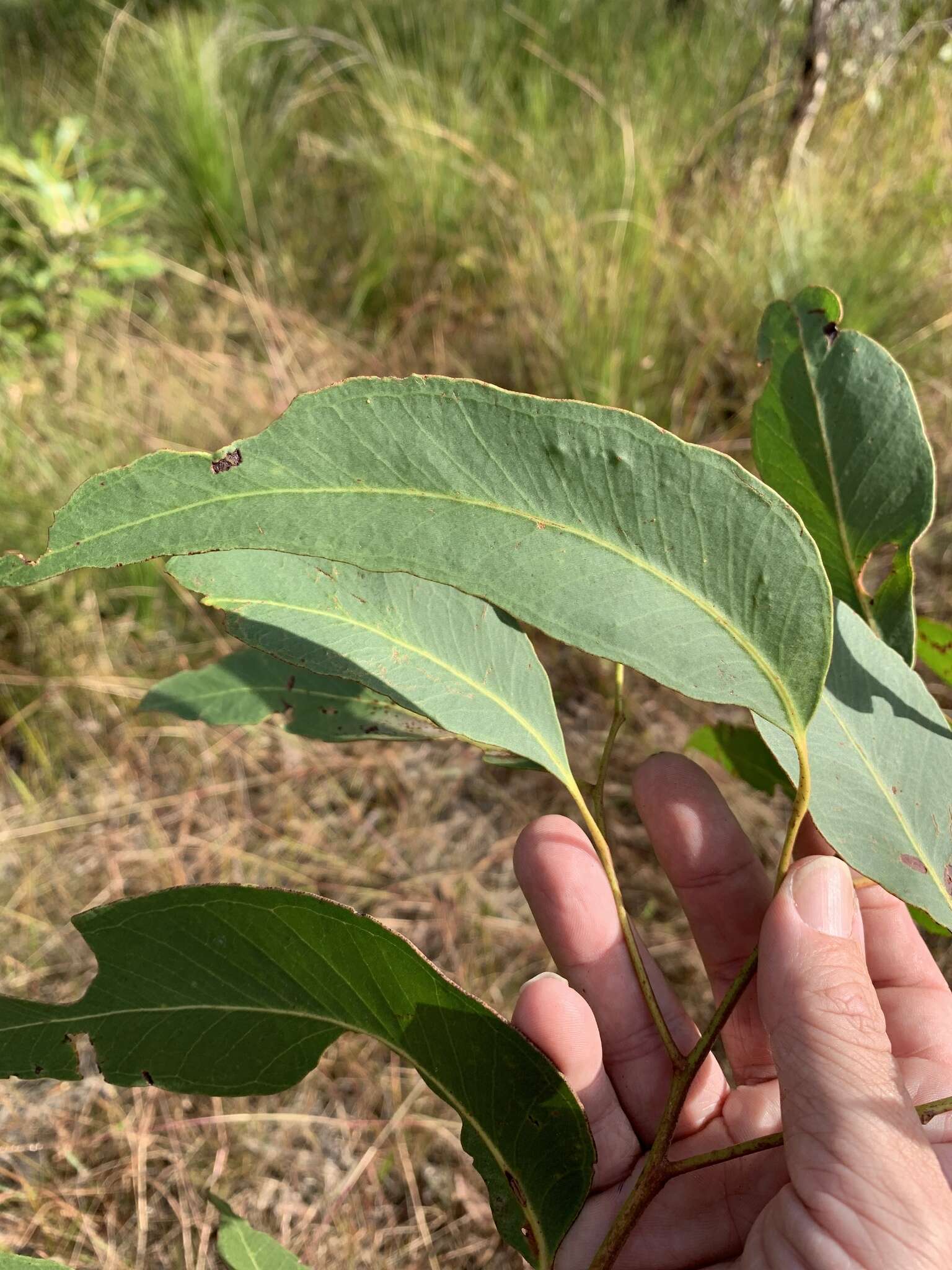 Слика од Eucalyptus latisinensis K. D. Hill