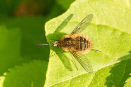 Image of Bombylius venosus Mikan 1796