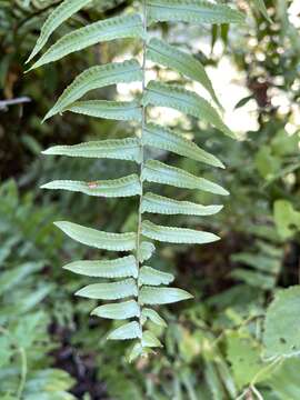 Image of Nephrolepis pseudobiserrata Miyam.