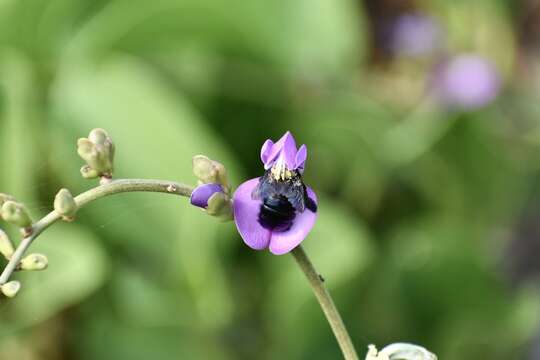 Xylocopa cubaecola Lucas 1857 resmi