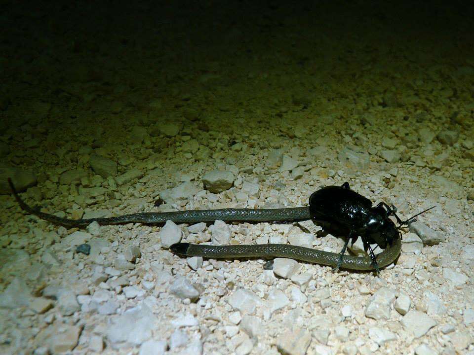 Image of Southwestern Blackhead Snake