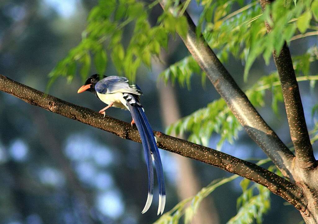 Image of Gold-billed Magpie