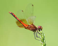 Image of Band-winged Meadowhawk