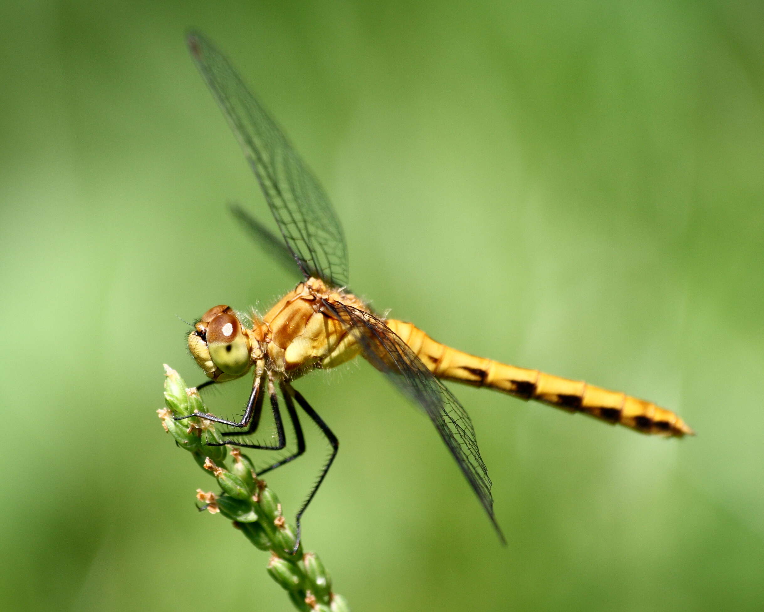 Image of White-faced Meadowhawk