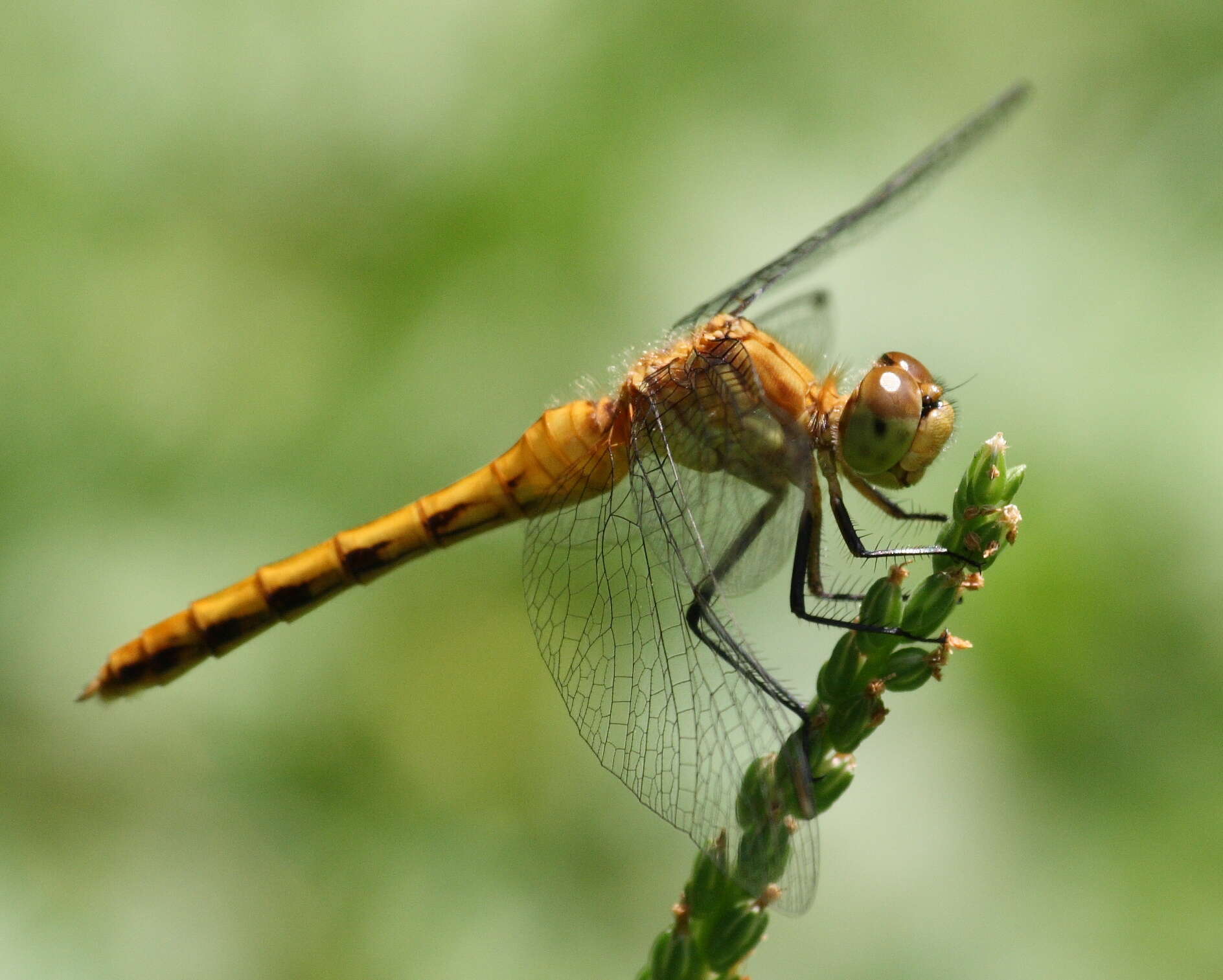 Image of White-faced Meadowhawk