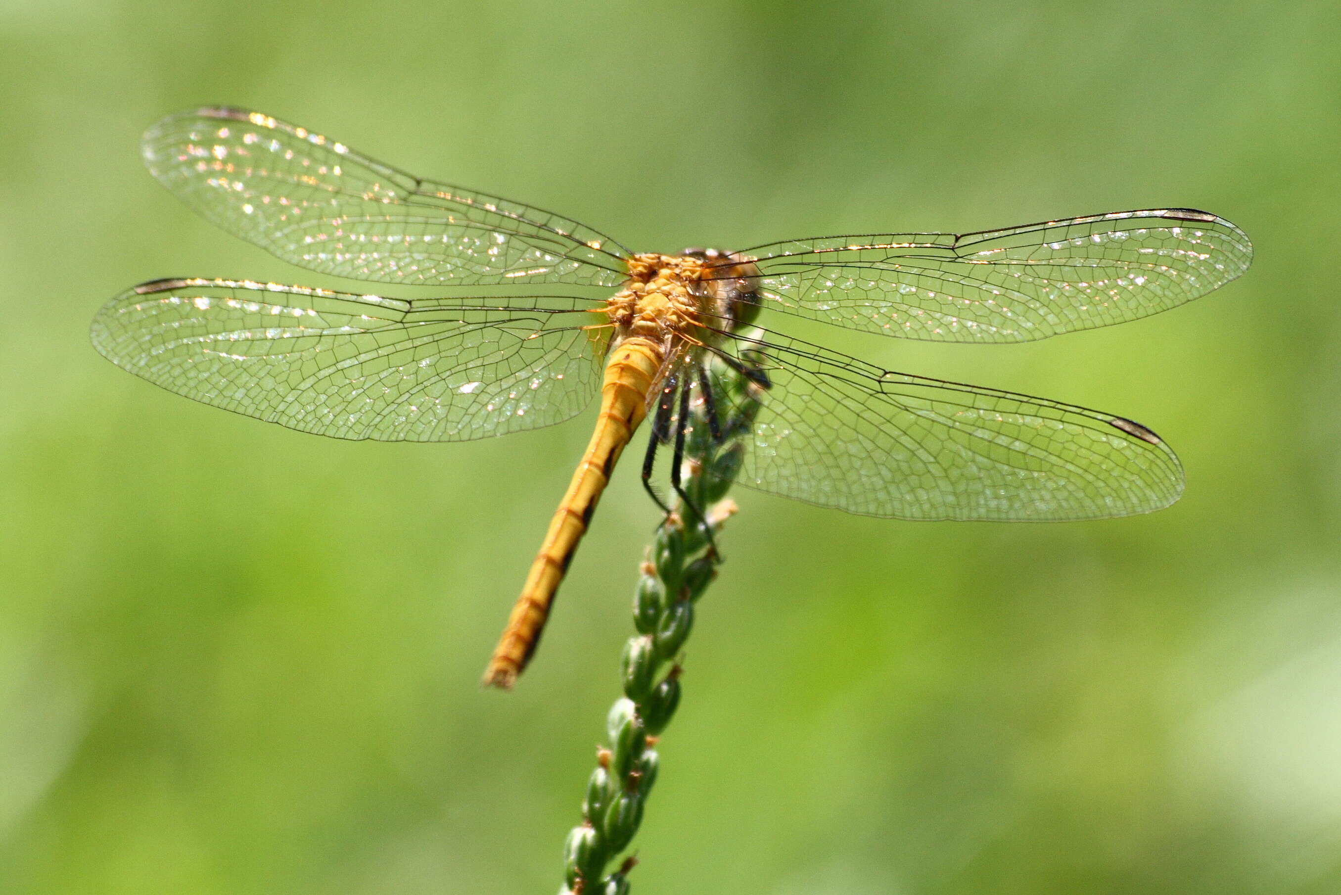 Image of White-faced Meadowhawk