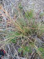 Image of Florida Dropseed