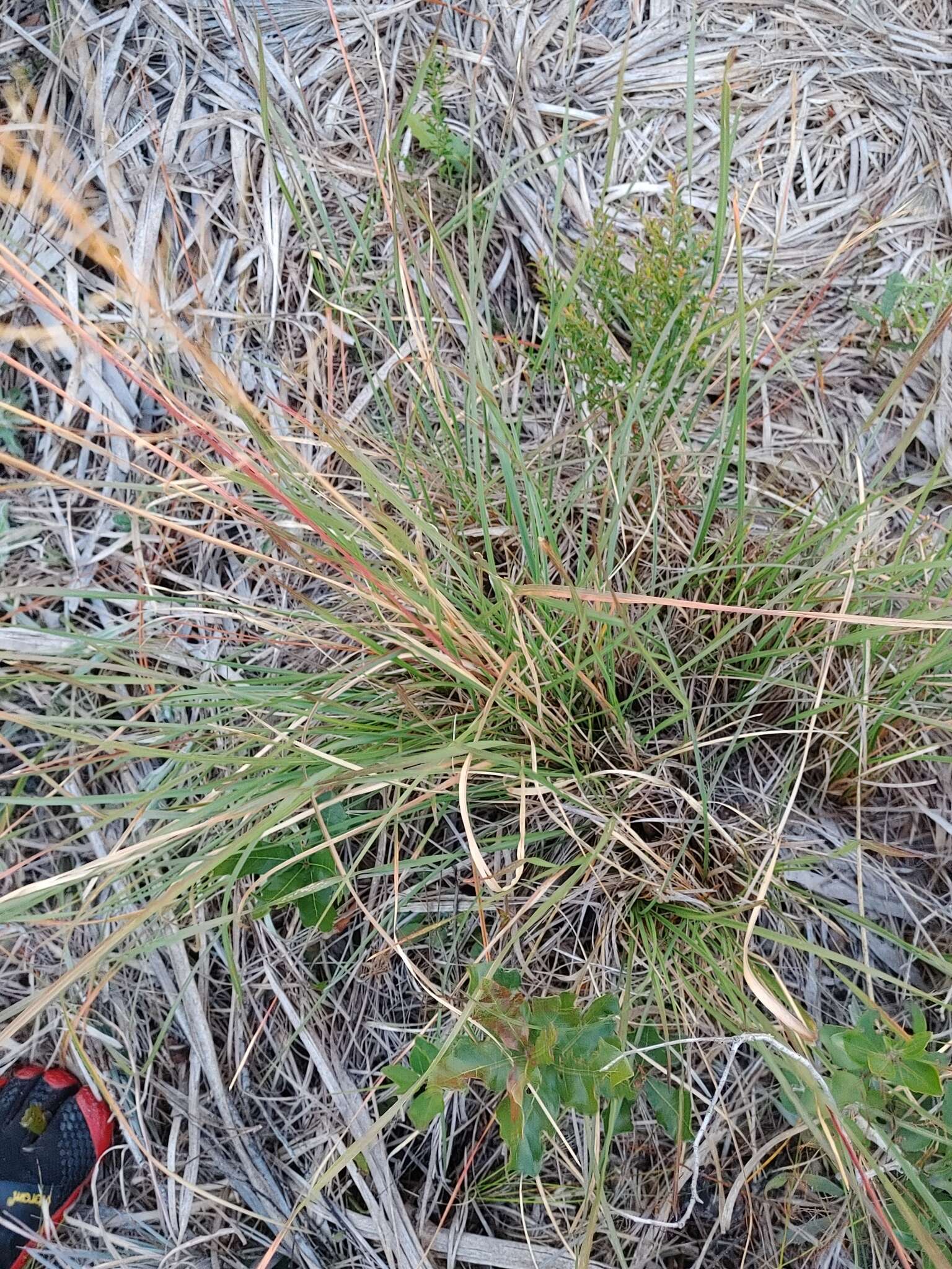 Image of Florida Dropseed