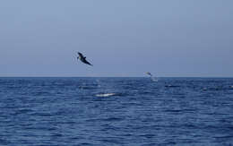 Image of Atlantic Dolphin