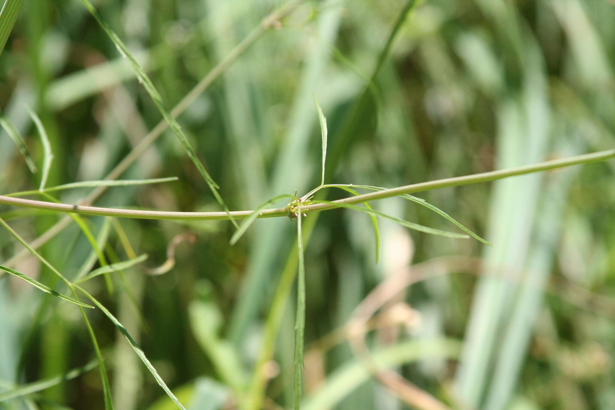 Image of bulblet-bearing water hemlock