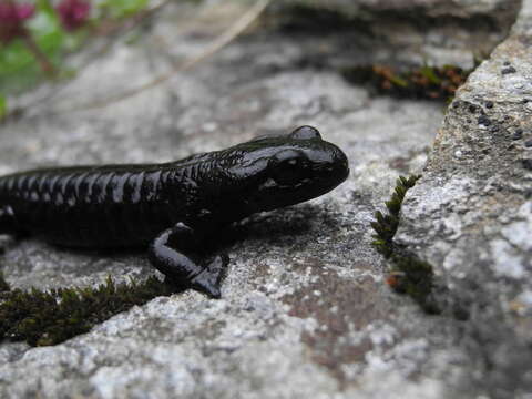 Sivun Salamandra lanzai Nascetti, Andreone, Capula & Bullini 1988 kuva