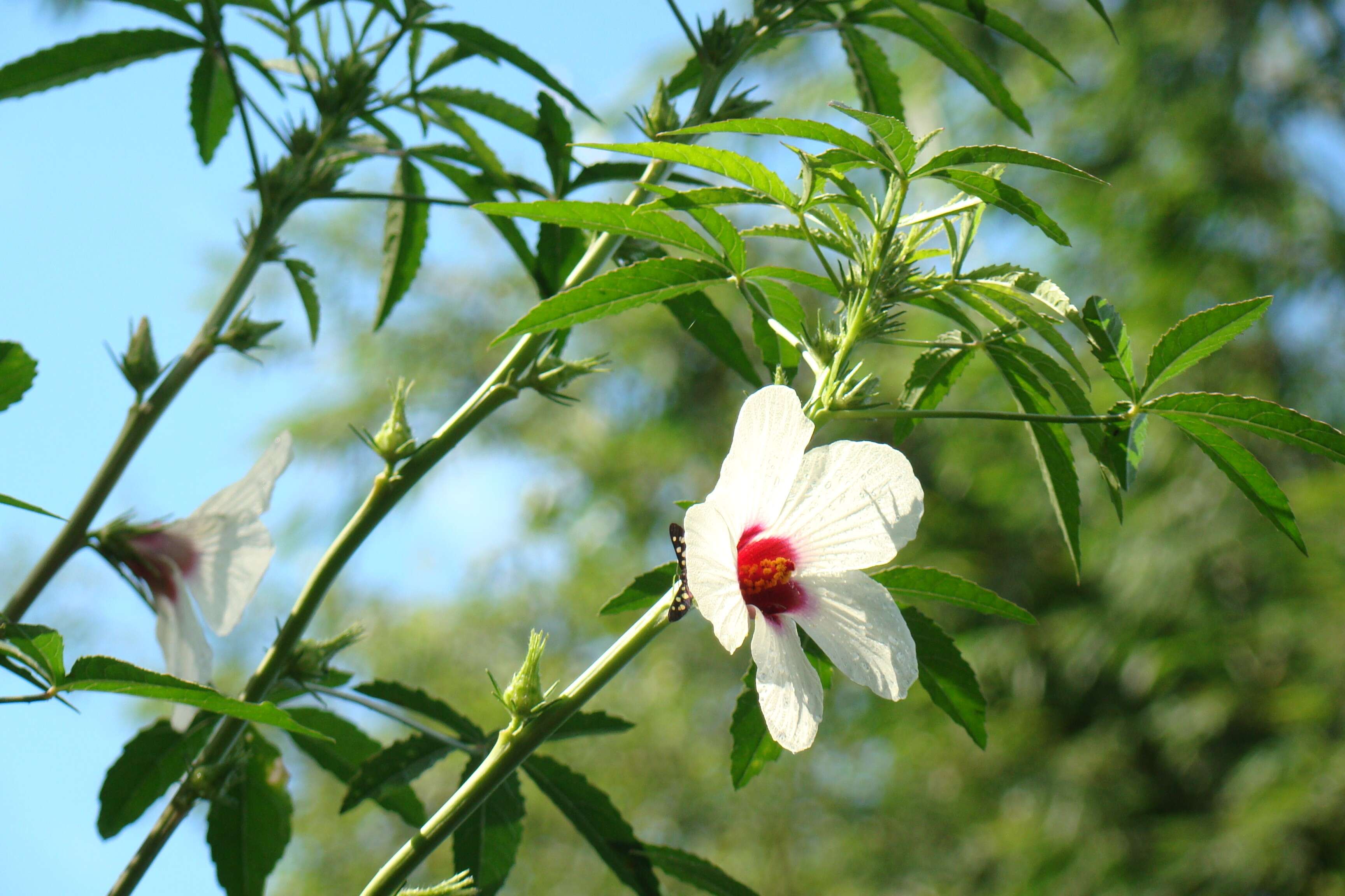 Imagem de Hibiscus cannabinus L.