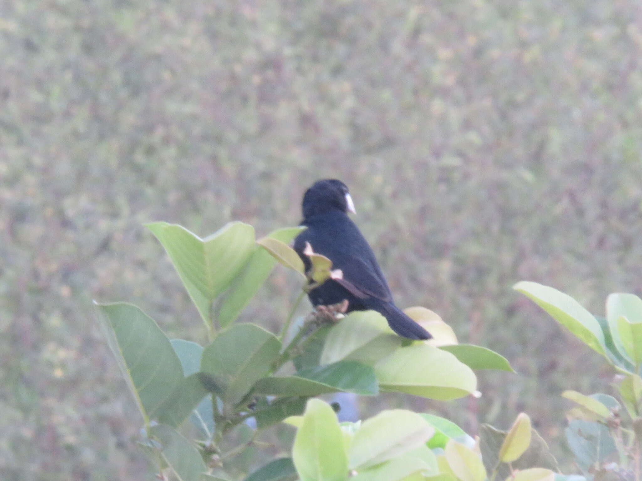 Image of Great-billed Seed Finch