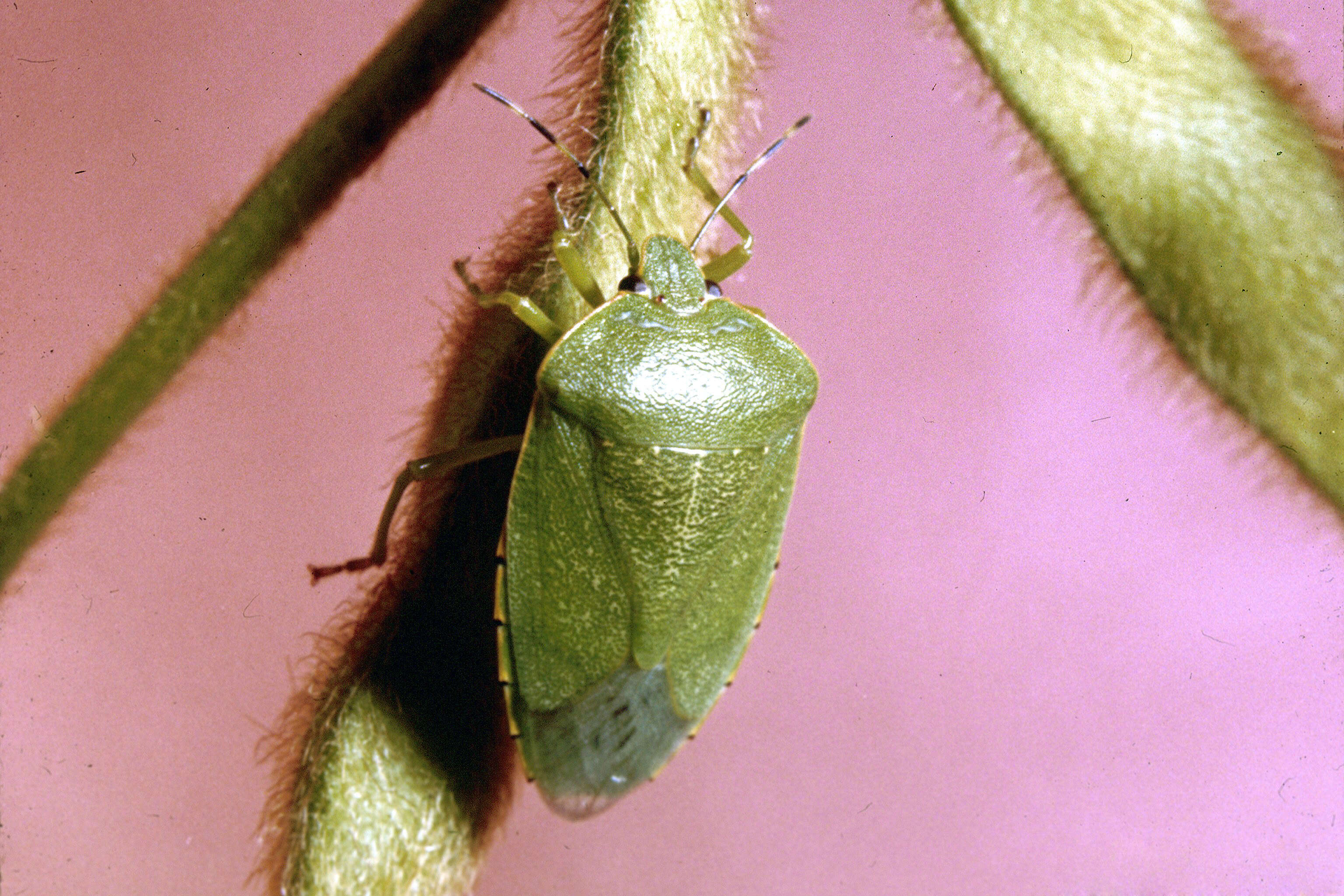 Image of Green stink bug