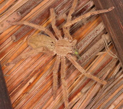 Image of Palystes leroyorum Croeser 1996