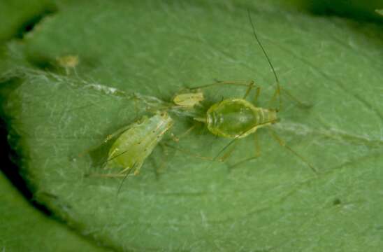 Image of pea aphid