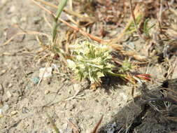 Image of cotulaleaf pincushionplant