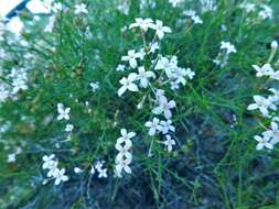 Image of Stenotis brevipes (Rose) Terrell