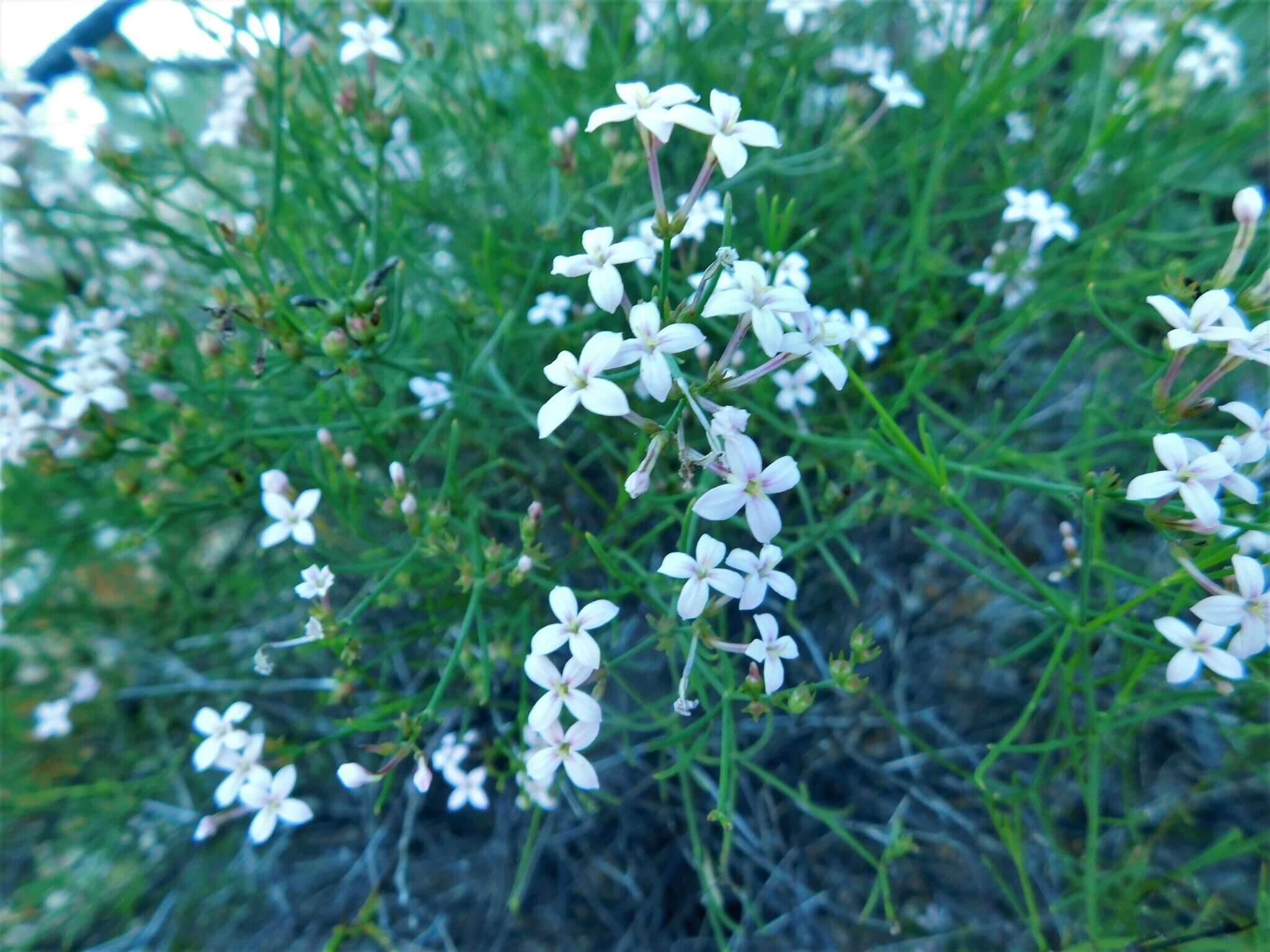 Image of Stenotis brevipes (Rose) Terrell