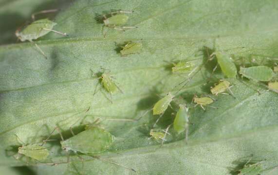 Image of pea aphid