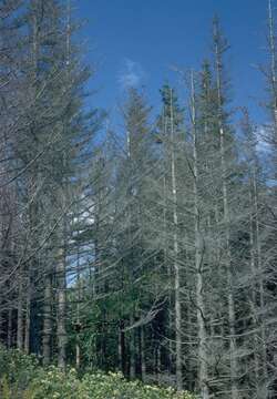 Image of Balsam Woolly Adelgid