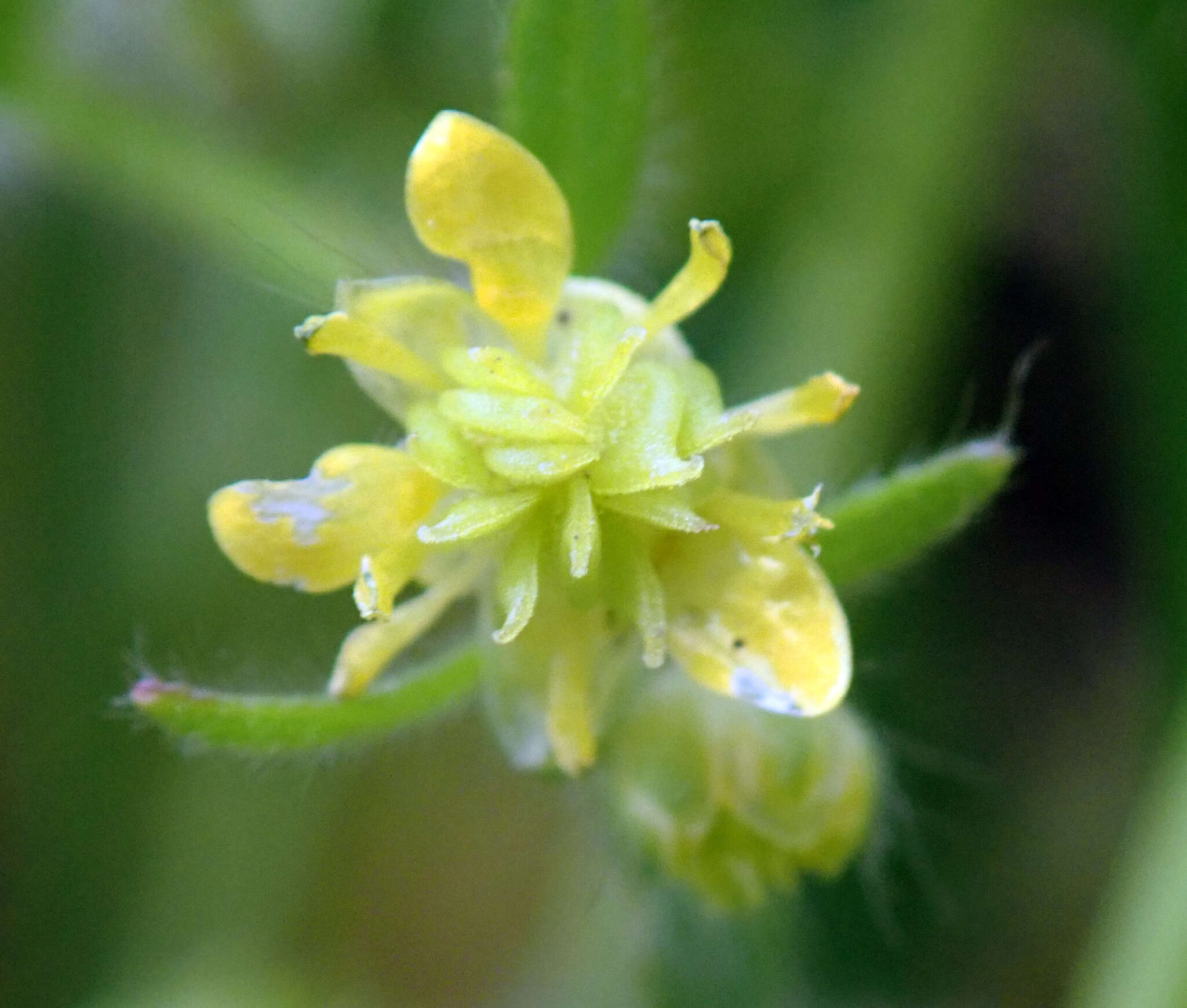 Image de Ranunculus parviflorus L.