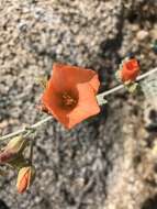 Sivun Sphaeralcea ambigua var. rugosa (Kearney) Kearney kuva