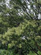 Sivun Fraxinus griffithii C. B. Clarke kuva