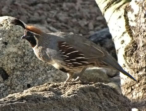 Imagem de Callipepla gambelii (Gambel 1843)