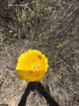 Image of Weed's mariposa lily