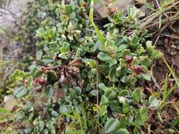 Image of maritime ceanothus