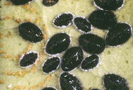 Image of Citrus blackfly