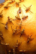 Image of Mexican Fruit Fly