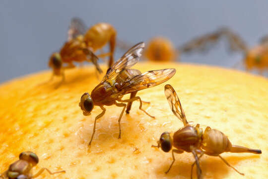 Image of Mexican Fruit Fly