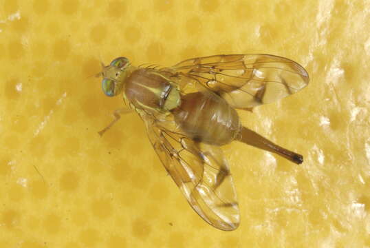 Image of Mexican Fruit Fly