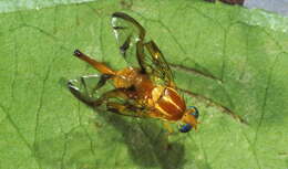 Image of Mexican Fruit Fly