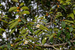 Magnolia figo var. skinneriana (Dunn) Noot. resmi