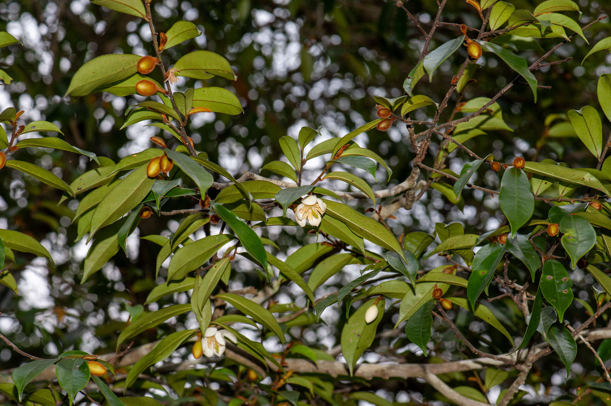 Magnolia figo var. skinneriana (Dunn) Noot. resmi