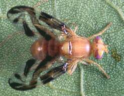 Image of Caribbean Fruit Fly