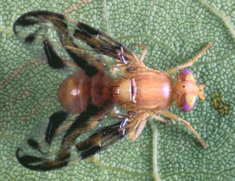 Image of Caribbean Fruit Fly